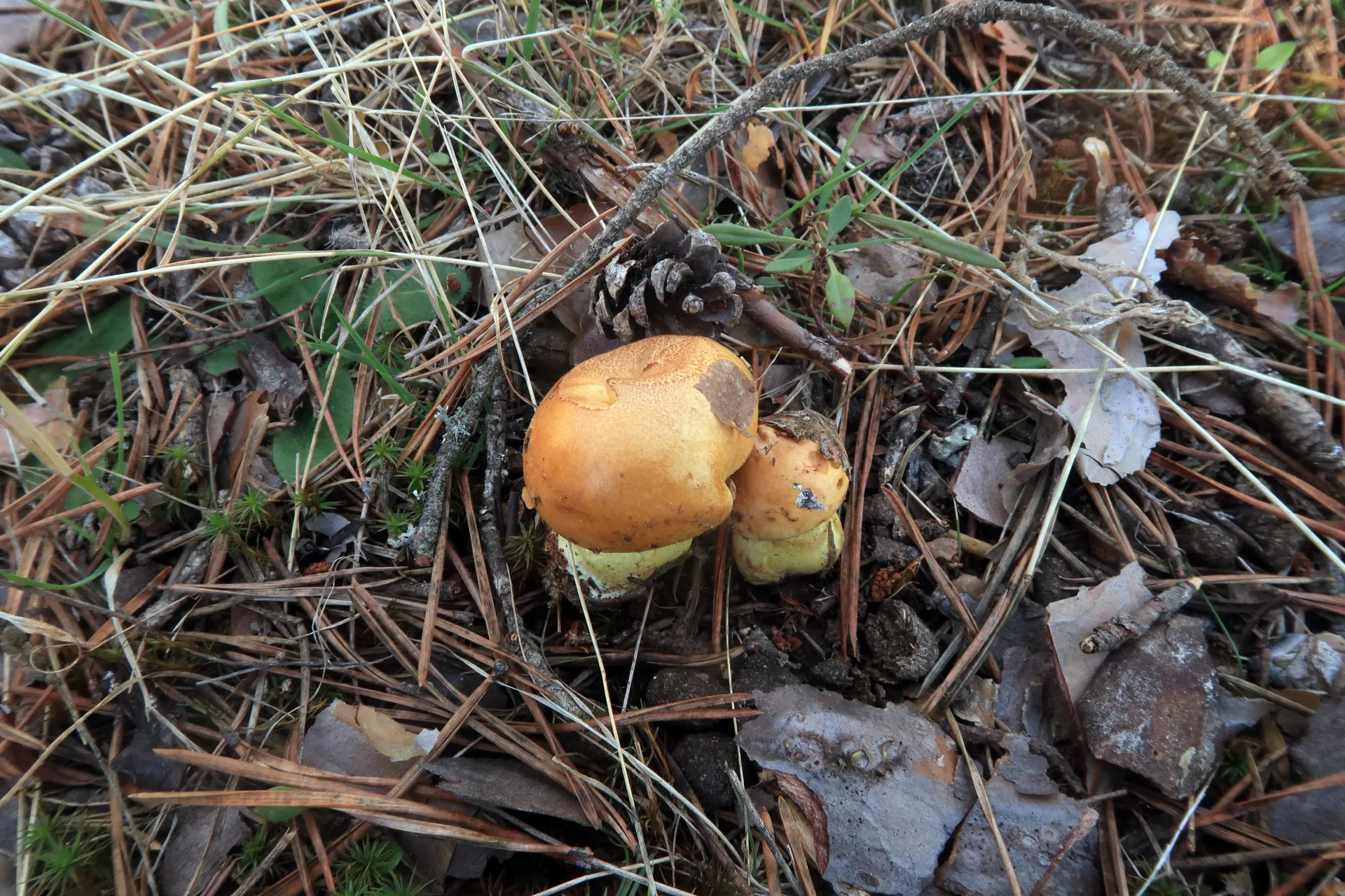 Phlegmacium percome - 1 - IMG_7757